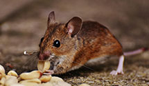 Find Exterminators in Sheboygan County
